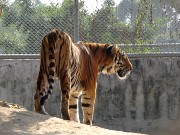 671  tiger.JPG